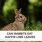 Can Rabbits Eat Kaffir Lime Leaves