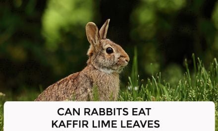 Can Rabbits Eat Kaffir Lime Leaves