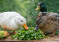 Can Ducks Eat Cilantro