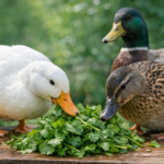 Can Ducks Eat Cilantro