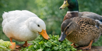 Can Ducks Eat Cilantro