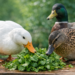 Can Ducks Eat Cilantro