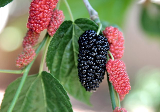 Chickens Eat Mulberries