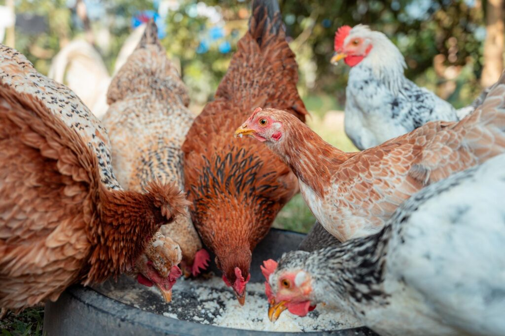 Nutritional Benefits of Pork for Chickens