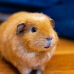 Olives Safe for Guinea Pigs