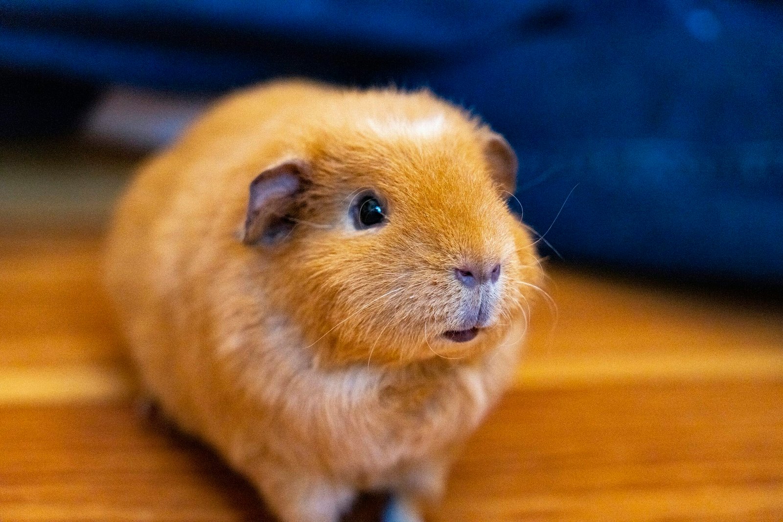 Olives Safe for Guinea Pigs