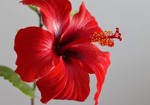 Rabbits Eat Hibiscus Flowers