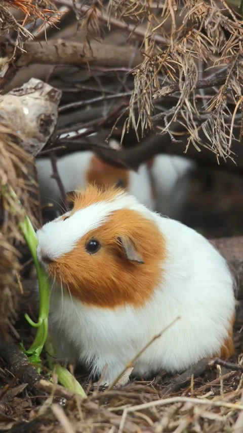 Olives Safe for Guinea Pigs
