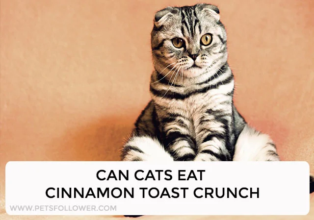 Can Cats Eat Cinnamon Toast Crunch