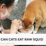 Can Cats Eat Raw Squid