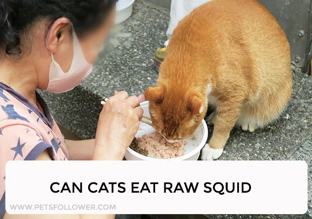 Can Cats Eat Raw Squid