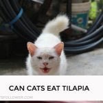 Can Cats Eat Tilapia