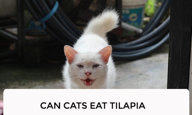 Can Cats Eat Tilapia