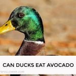 Can Ducks Eat Avocado