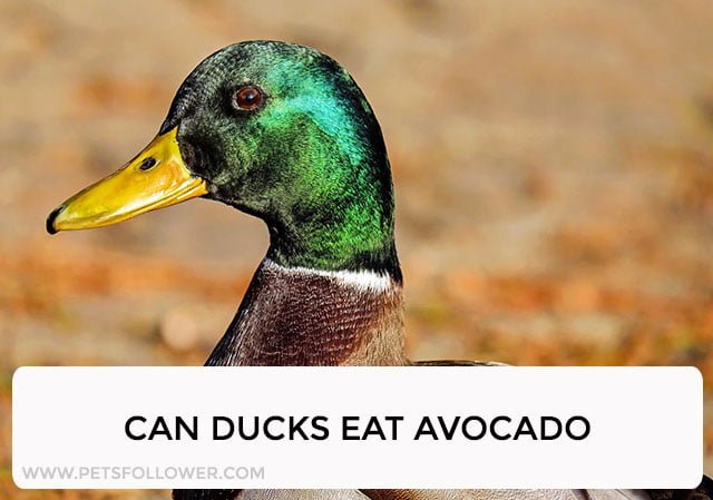 Can Ducks Eat Avocado?