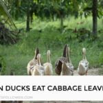 Can Ducks Eat Cabbage Leaves