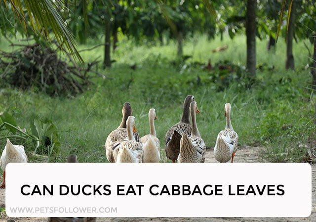 Can Ducks Eat Cabbage Leaves?