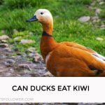 Can Ducks Eat Kiwi