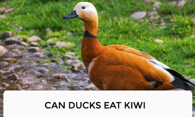 Can Ducks Eat Kiwi?