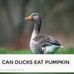 Can Ducks Eat Pumpkin
