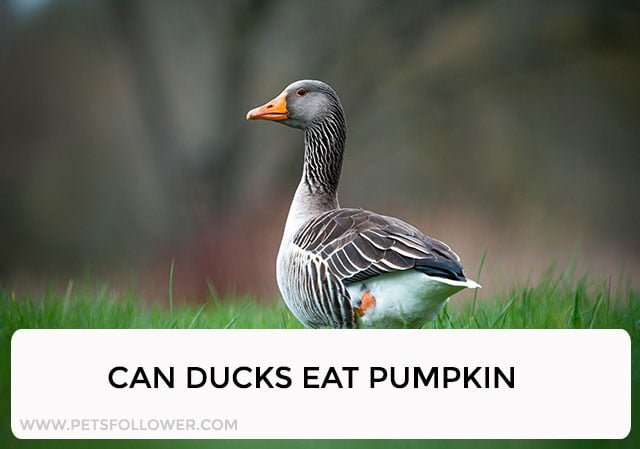 Can Ducks Eat Pumpkin?