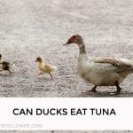 Can Ducks Eat Tuna
