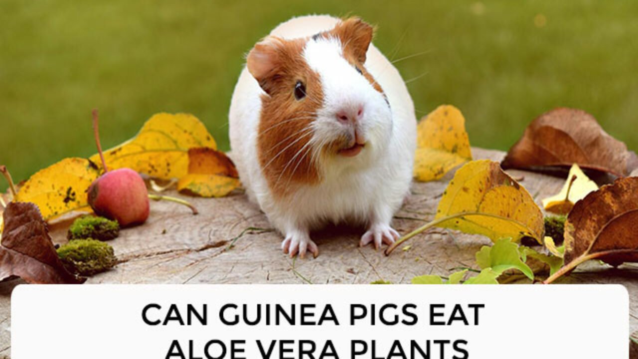 Can guinea pigs clearance eat aloe vera