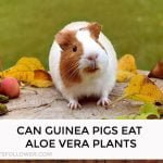 Can Guinea Pigs Eat Aloe Vera Plants