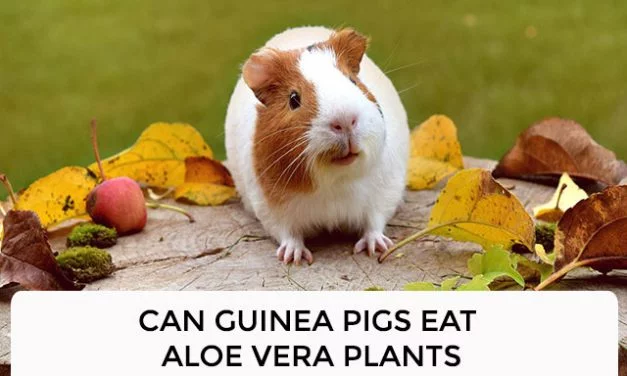 Can Guinea Pigs Eat Aloe Vera Plants