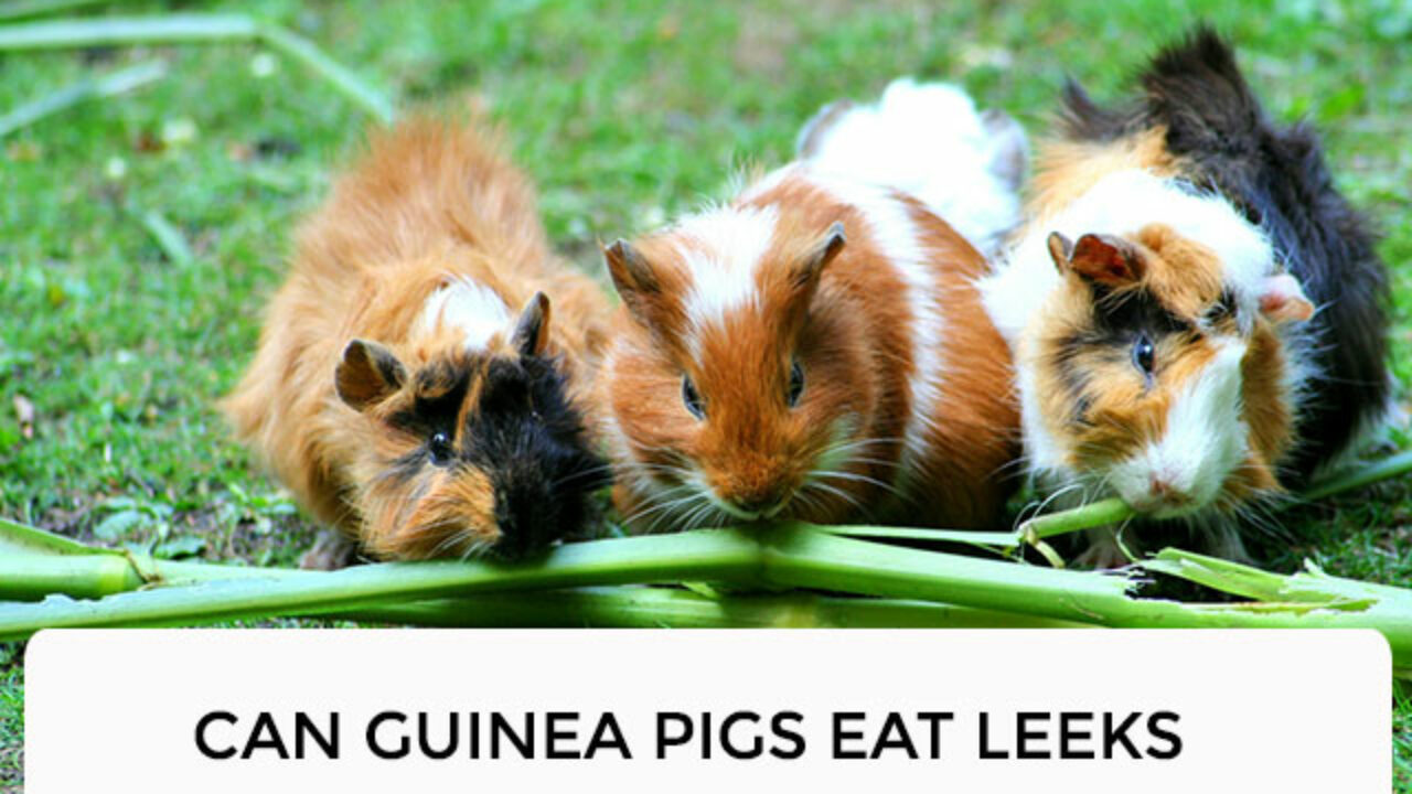 Are Leeks Safe For Dogs