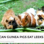 Can Guinea Pigs Eat Leeks