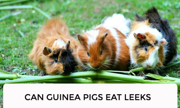 Can Guinea Pigs Eat Leeks