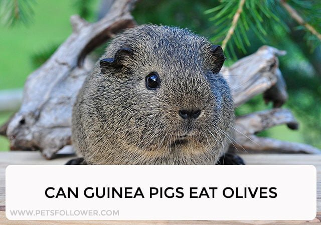 Can Guinea Pigs Eat Olives