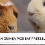 Can Guinea Pigs Eat Pretzels