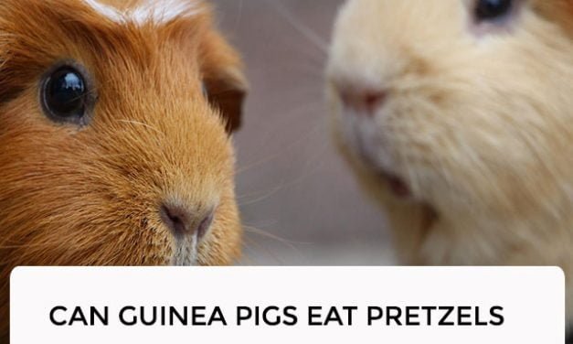 Can Guinea Pigs Eat Pretzels