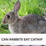 Can Rabbits Eat Catnip
