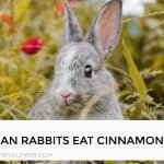 Can Rabbits Eat Cinnamon