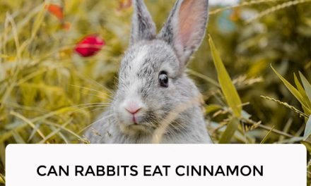 Can Rabbits Eat Cinnamon