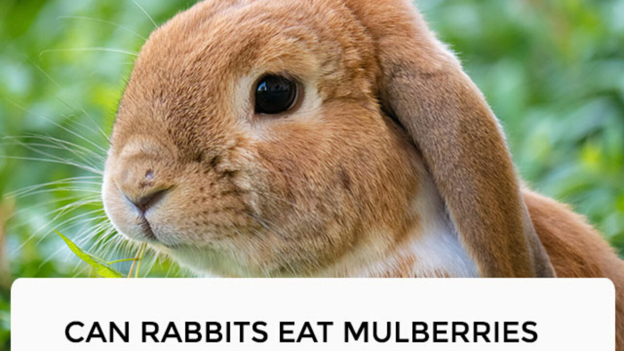 Are Mulberry Leaves Safe For Dogs