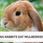Can Rabbits Eat Mulberries