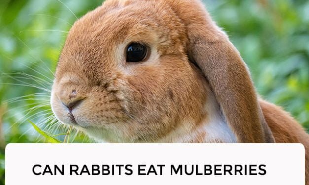 Can Rabbits Eat Mulberries