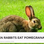 Can Rabbits Eat Pomegranate