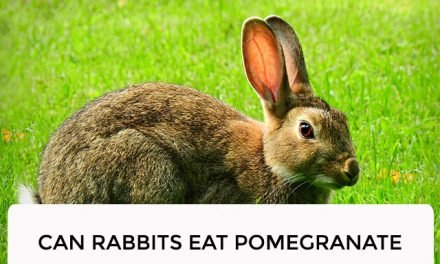 Can Rabbits Eat Pomegranate