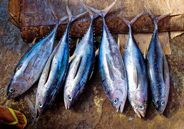 Ducks Eat Tuna