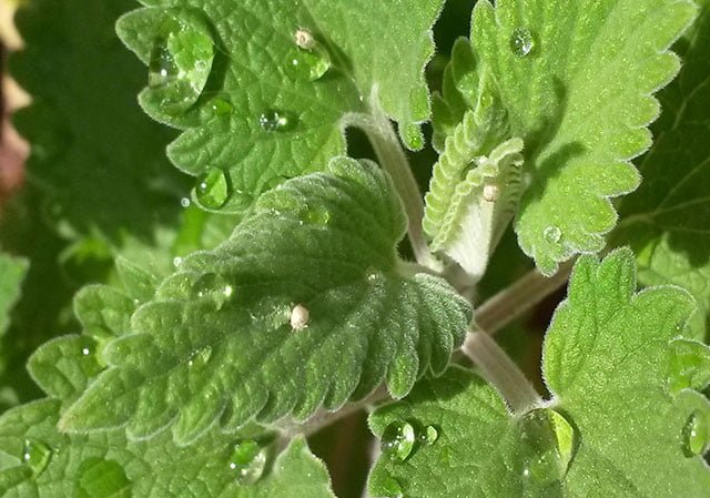Can Rabbits Eat Catnip