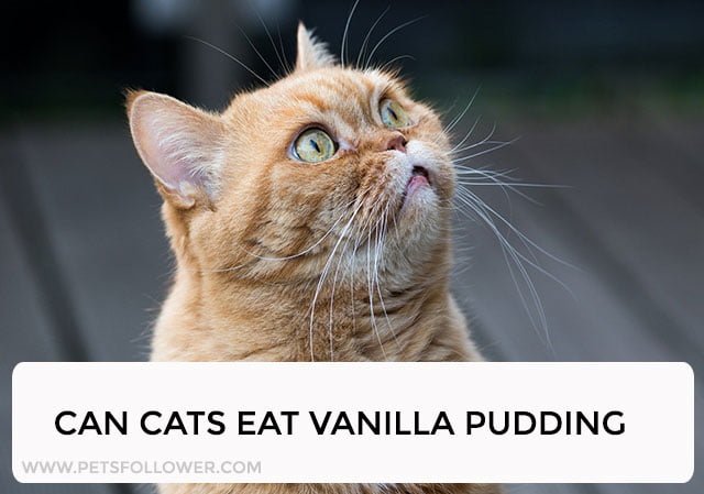 Can Cats Eat Vanilla Pudding