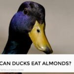 Can Ducks Eat Almonds
