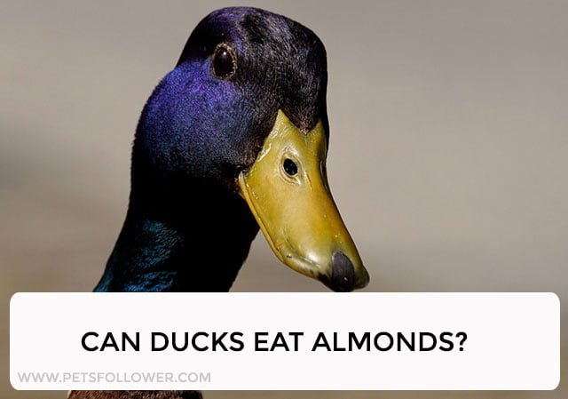 Can Ducks Eat Almonds?