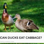 Can Ducks Eat Cabbage