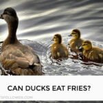 Can Ducks Eat Fries